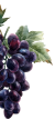grape-1-e1567589682309